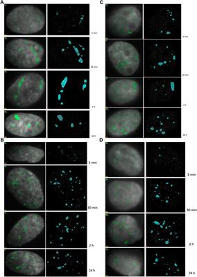 Single Molecule Localization Microscopy Analyses of DNA-Repair Foci and Clusters Detected Along Particle Damage Tracks